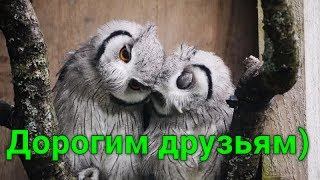 Дорогим друзьям посвящается это маленькое видео))