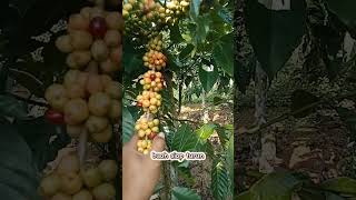 panen pangkas di kebun bapak di tahun 2024. kopi robusta Lampung