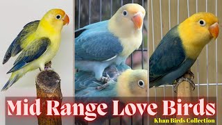 Mid Range Love Birds In Pakistan | Love Birds Price In Pakistan 2022 | Khan Birds Collection