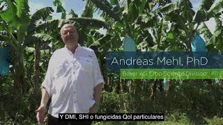 La resistencia de tus plantaciones a la temida sigatoka negra | Agro Bayer Colombia