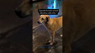 Quando la notte scende silenziosa sulla città #animali #aforismi #frasedelgiorno #cani