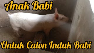 Anak Babi Untuk Calon Induk Babi