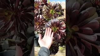 Aeonium giant