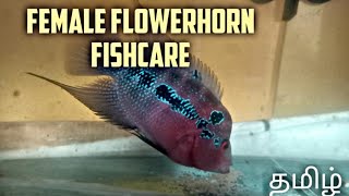 Female flowerhorn fishcare | தமிழ் | Aquapets & farm