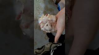 Милая Ляля 🐹❤