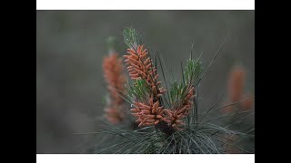 Pino de Monterrey o pino insigne (Pinus radiata)