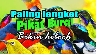 suara pikat semua burung kecil mp3 ampuh untuk sogon,konin,wiceh pernjak dan burcil lainnya.