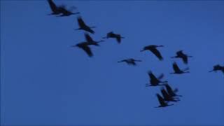 Lever des Grues cendrées du 18 janvier 2019 au Lac du Der en Champagne (France)