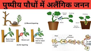 पौधों में अलैंगिक जनन। Asexual reproduction in plants. paudhon main Janan | alaingik janan