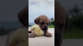 Funny Pets Videos  #doglovers  #dogbreed #funnydogs #funnypets