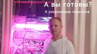 Готовлюсь к укоренению черенков винограда.