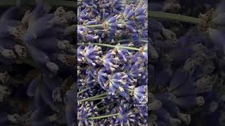 Sequim Washington Lavender Festival 2024