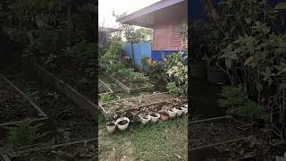 Solusi Berkebun di Lahan Sempit!!!!