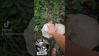 GoForBroke compound found some #puffball #mushroom #goforbroke #gfb