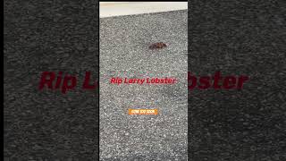 Rip Larry The Lobster I only knew you a few mins but just wow#fyp#love#seafood #life