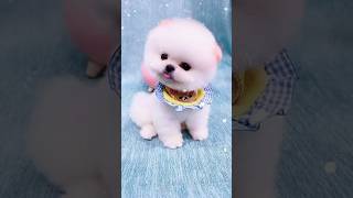 #troll #tiktok #trending #shortvideos #dog #pets #belinha #toptop #brawlstars