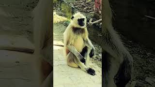 #langur #monkey #vikashpundhirvlog #vpv #tranding #viral #youtubeshorts