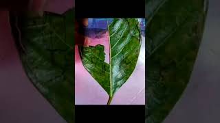 #leaf cutting art #motherlove #short #leaf art ##viral# easy#shortvideo#