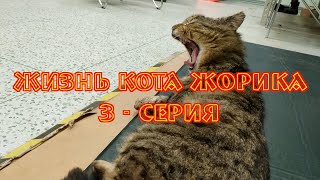 Жизнь кота Жорика 3 серия.