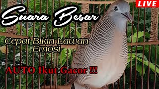 PANCINGAN PERKUTUT LOKAL  // SUARA BESAR CEPAT BIKIN EMOSI LAWAN AUTO LANGSUNG IKUT NYAUT GACOR !!