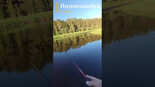 Елец на блесну #рыбалка #fishing