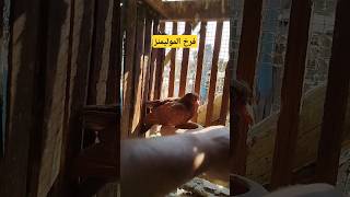 #إنتاج الحمام الموليمنز🕊️🦜#pigeon