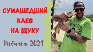 Дашкины пруды 2021 / Ловля щуки.