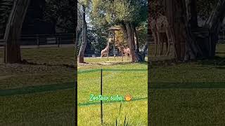 Żyrafy Zoo w Chorzowie 😉#zoo #girraffe #animals #natural #nature #family #familyvlog #dc #foryou