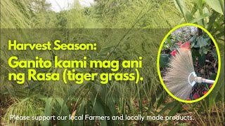 TARA! Samahan niyo ako mag-ani ng RASA(tiger grass) | Isa sa pangunahing ginagawang WALIS-TAMBO