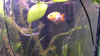 Ranchu.it - Ranchu 3 mesi