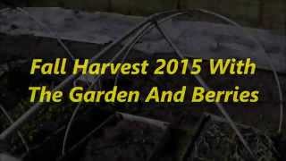 Fall Harvest 2015 With The Garden And Berries