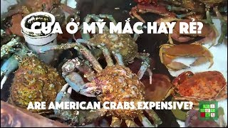 [Cuộc sống ở Mỹ] - Cua ở Mỹ mắc hay rẻ? | Are American Crabs Expensive? - [Tập #156]