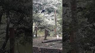 Macaco Aranha/Coatá - Zoológico Municipal de Piracicaba - Paraíso da Criança. (Mar/2023)