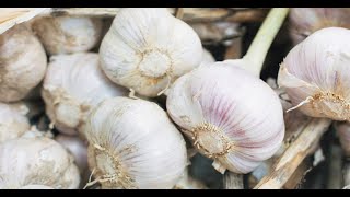 Witchy Wednesday: Garlic