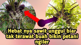 di luar nalar‼️sawit unggul tak terawat➡️ buah jos gandos 12 ton 👍🏻#sawit #video #buahsuper #petani