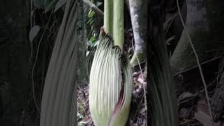 Amorphophallus titanum flower bunga terbesar dan bunga yang langka di indonesia