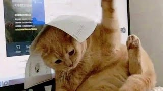 funniest cats 😹- best of the 2022 Funny cats videos 😂