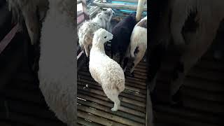 Ternak kambing gibas breeding Tangerang #shorts