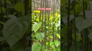 পানের বরজ।পান চাষের সহজ পদ্ধতি।গাইবান্ধায় পান চাষে আগ্রহ বাড়ছে পান চাষীদের।পান চাষ পদ্ধতি। পান চাষ।