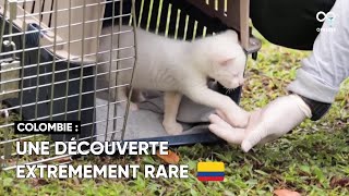 Un rare petit Jaguarondi albinos a été sauvé en Colombie