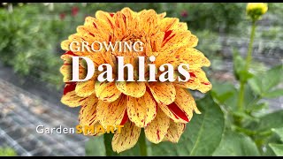 GardenSMART Tips, Growing Dalias