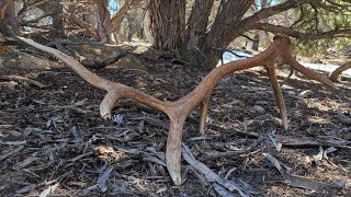 SHED HUNTING 2021!!! Final Episode! THE BIG ELK ANTLER!!!