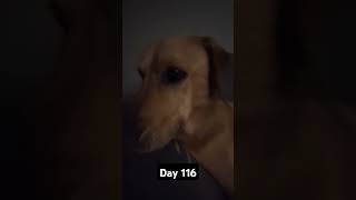 Day 116 of posting my dog until we hit 1k subscribers