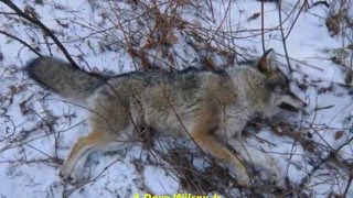 Blind Set For Coyote Proved Effective Again!