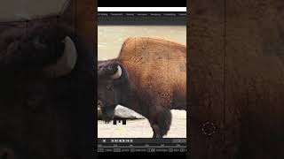 bison modeling part-01 I Bison 3D Modeling Tutorial  I 3d animal modeling-mds design #shorts 🦏