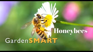 GardenSMART Tips, Honeybees in Oregon