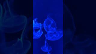 Marvelous dance of jellyfish