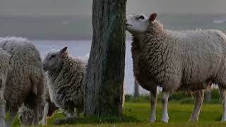 sheep graze in the meadow. Sounds of nature. Relax