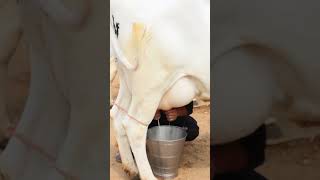 #shorts వాళ్లు బాధపడుతున్నారు @MalleshAdla  #dairyfarming