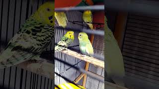 #budgies